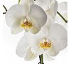 Orchidee inclusief pot